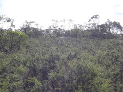 Melaleuca pallescens