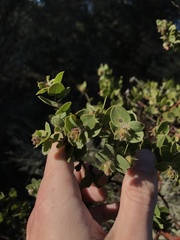 Arctostaphylos purissima purissima