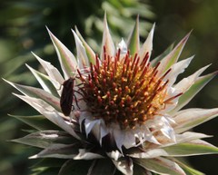 Spilostethus taeniatus