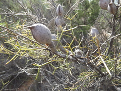 Hakea purpurea