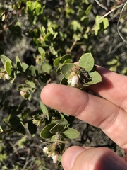 Arctostaphylos purissima purissima