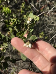 Arctostaphylos purissima purissima