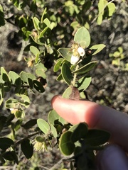 Arctostaphylos purissima purissima