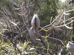 Hakea purpurea