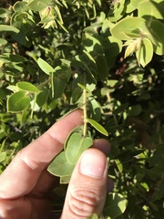 Arctostaphylos purissima purissima