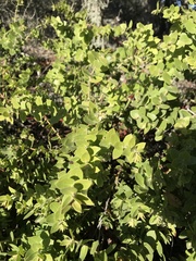 Arctostaphylos purissima purissima