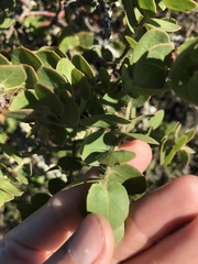 Arctostaphylos purissima purissima