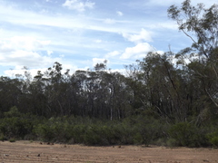 Eucalyptus bakeri