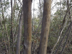 Eucalyptus bakeri