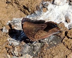 Charaxes manica manica