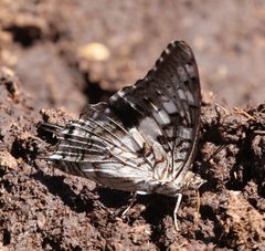 Charaxes achaemenes achaemenes