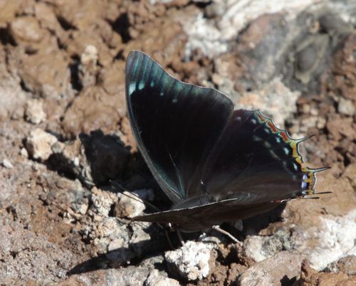 Charaxes manica · iNaturalist Mexico