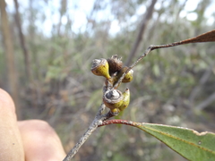 Eucalyptus bakeri