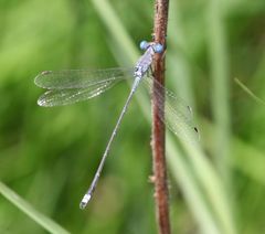 Lestes dissimulans