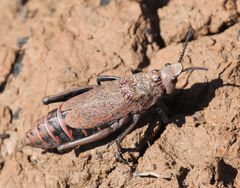 Dictyophorus griseus