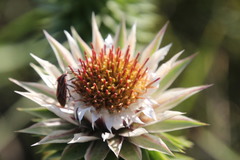 Spilostethus taeniatus