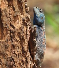 Acanthocercus branchi