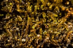 Marsupella condensata