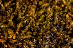 Marsupella condensata