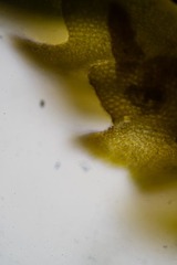 Marsupella condensata