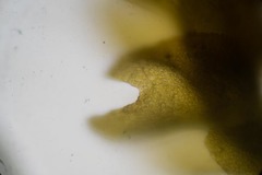 Marsupella condensata