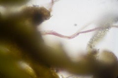 Marsupella condensata