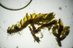 Marsupella condensata