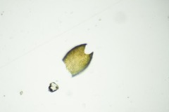 Marsupella condensata