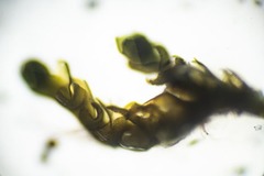 Marsupella condensata