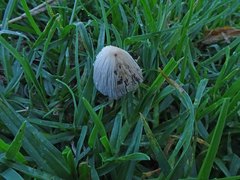 Coprinellus truncorum