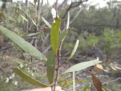 Eucalyptus bakeri