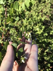 Arctostaphylos purissima purissima