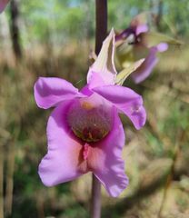 Eulophia cucullata image