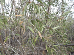 Eucalyptus bakeri