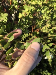 Arctostaphylos purissima purissima