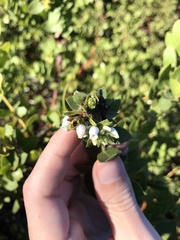 Arctostaphylos purissima purissima