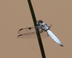 Palpopleura deceptor