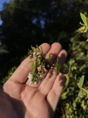 Arctostaphylos purissima purissima