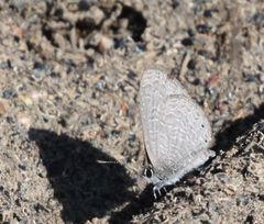 Pseudonacaduba sichela sichela