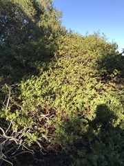 Arctostaphylos purissima purissima