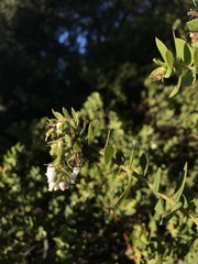 Arctostaphylos purissima purissima