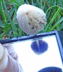Coprinellus truncorum
