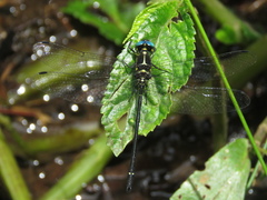 Eusynthemis aurolineata