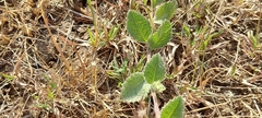 Blumea oxyodonta