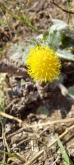 Blumea oxyodonta
