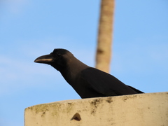 Corvus splendens