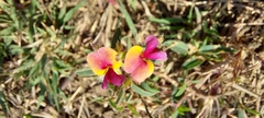 Alysicarpus luteovexillatus