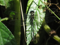 Eusynthemis aurolineata
