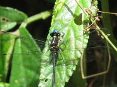 Eusynthemis aurolineata
