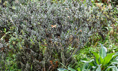 Linochilus rupestris